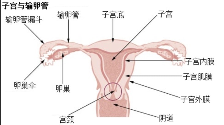 長期使用異位寧好嗎?異位寧有副作用嗎?異位寧掉頭髮?吃異位寧長乳腺瘤? - 第3張圖